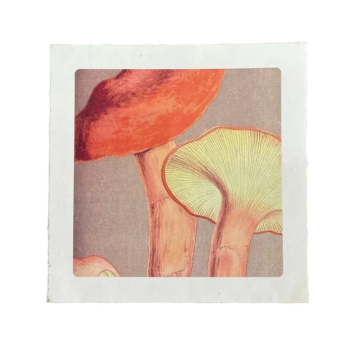 11″ x 11 Up & Close Shrooms – Flora & Fauna Collection