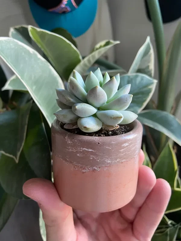 2″ w/Succulent
