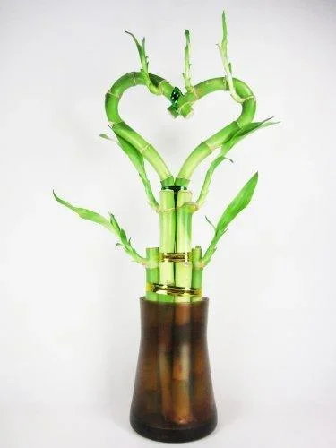 9GreenBox – Live Heart Shape 6 Style Lucky Bamboo Plant Arrangement w/ Tall Glass Vase