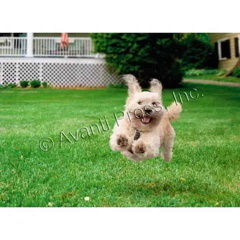 Avanti Press Running Dog Birthday Card Paper 2 pc