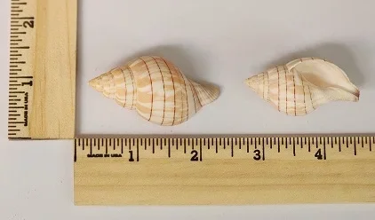 Banded Tulip Shell (Fasciolaria Lilium Hunteria)