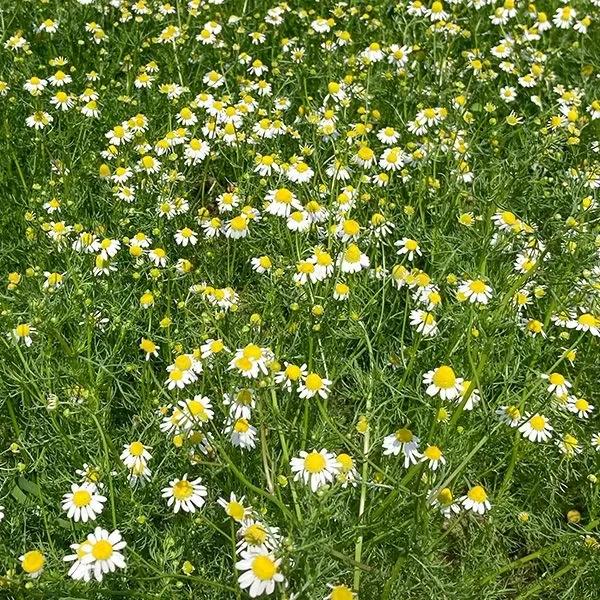 Chamomile