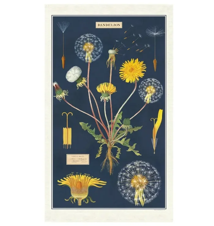 Dandelion Kitchen Towel Vintage Botanical Illustration