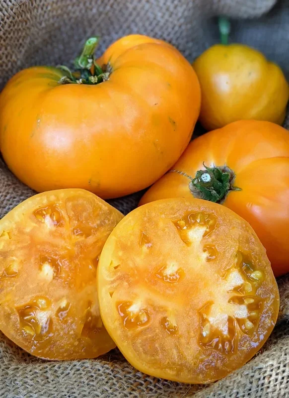 Dr. Wyche’s Yellow Beefsteak Tomato