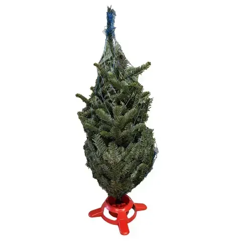 Dutchman Tree Fraser Fir Grower Tree