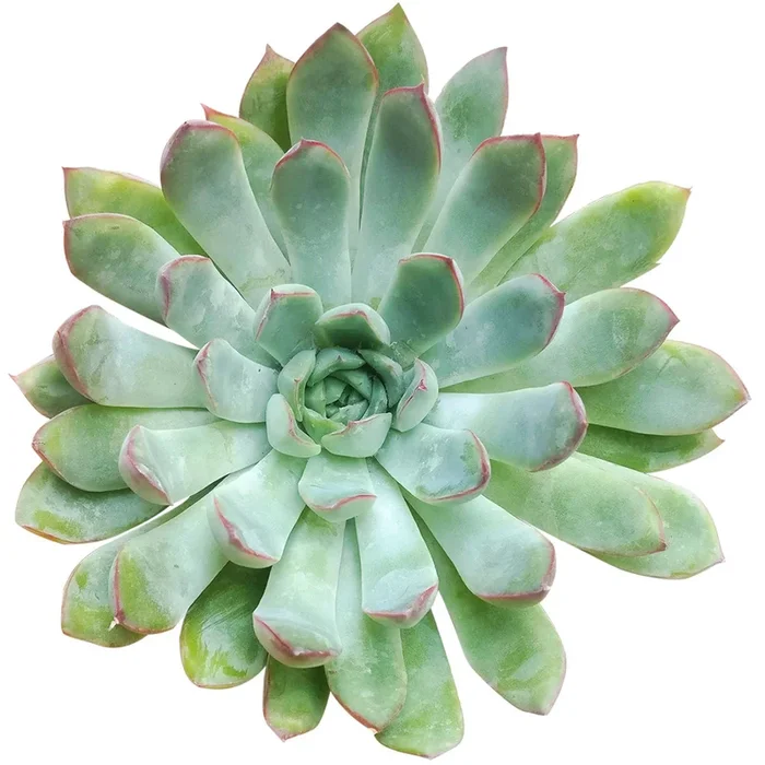 Echeveria Pulidonis