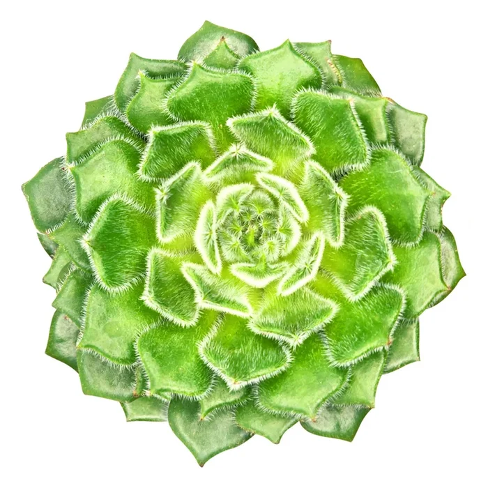 Echeveria Setosa Var. Ciliata