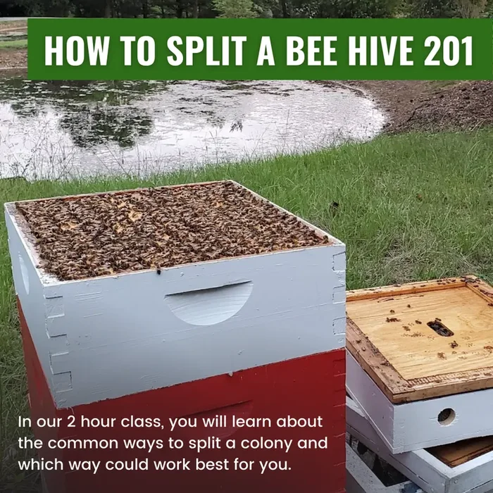 How To Split A Bee Hive 201