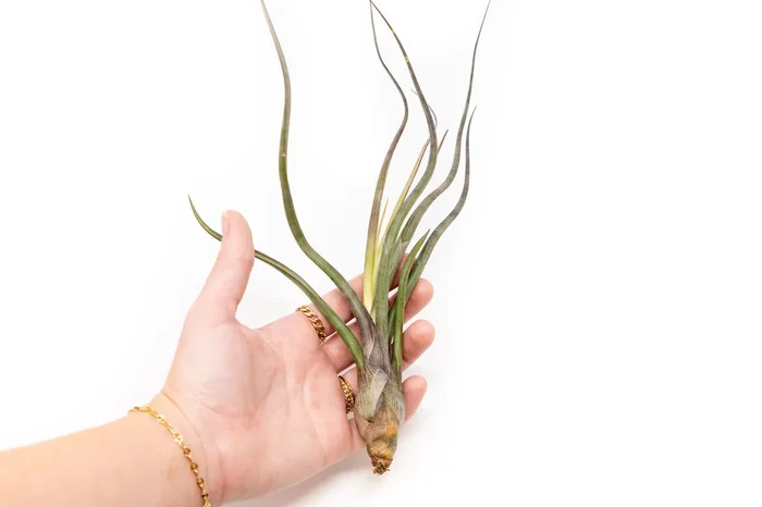 Large Tillandsia Baileyi Air Plants