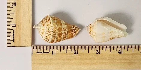 Mauritius Conch (Strombus Decorus)
