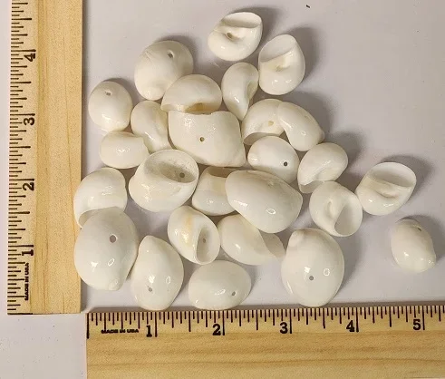 Milky Moon Snail Shell- Drilled- 1 Hole