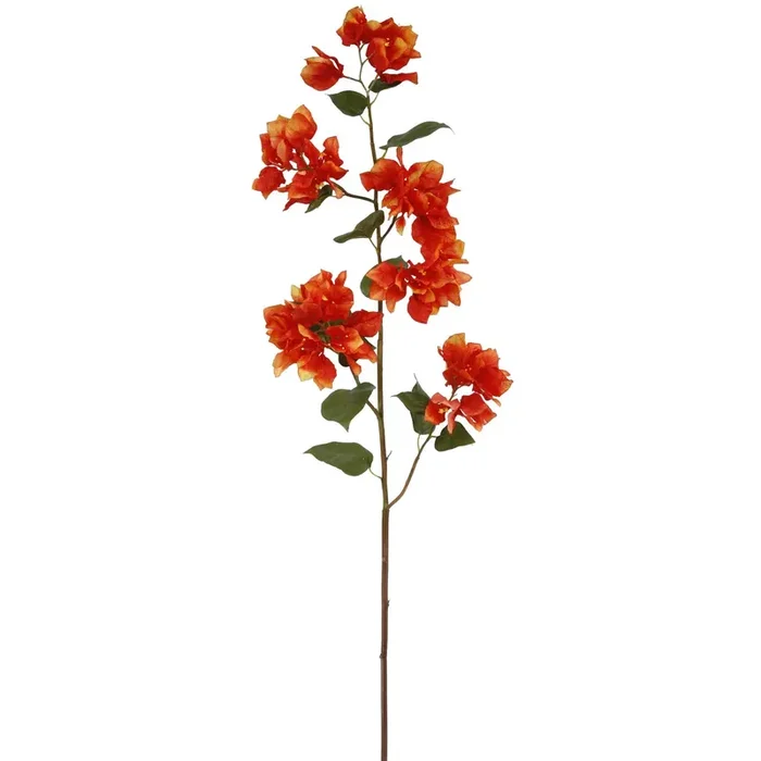 Orange Bougainvillea Stem