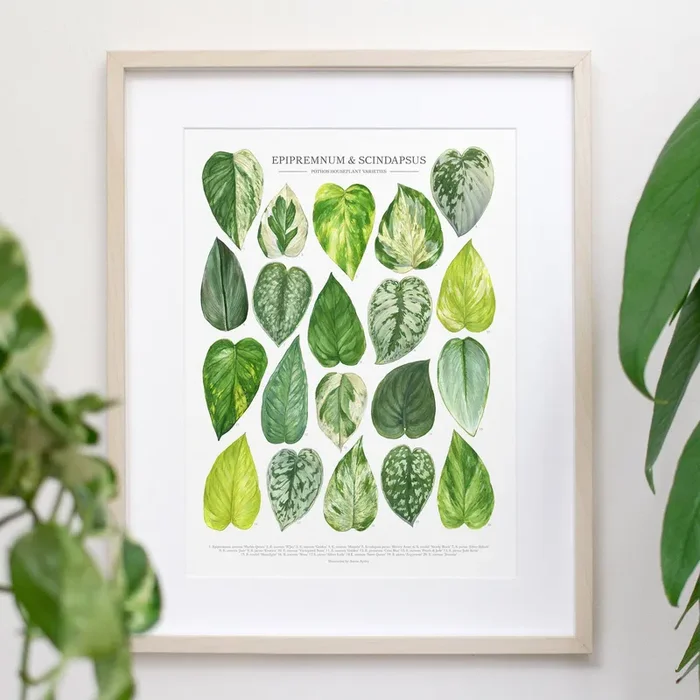 Pothos Print – Epipremnum and Scindapsus varieties: 12″x16″
