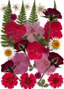 Pressed Dried Flowers – Red flowers