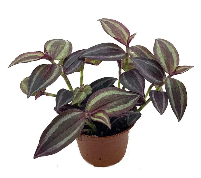 Purple Gypsy Wandering Jew -Tradescantia – 2.5″ Pot – Perfect House Plant