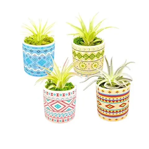 Russell’s Bromeliads 3 in. Rainforest Set Air Plant