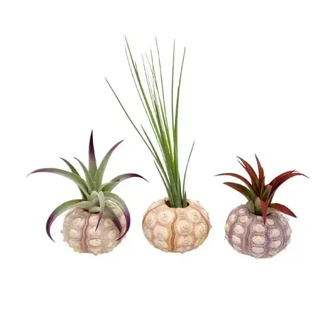 Russell’s Bromeliads 3 in. Sputnik Shell Air Plant
