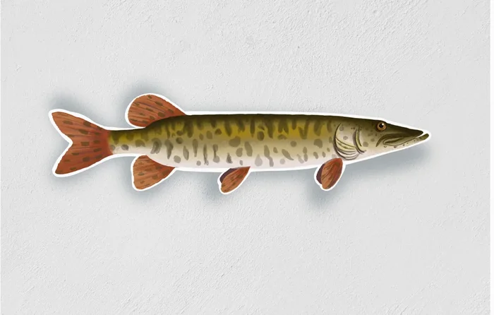 Sticker – Barred Musky Waterproof
