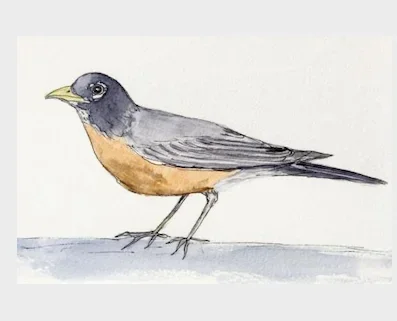 To One of My Favorite Birds Greeting Card