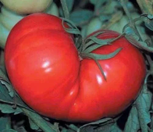 Tomato Beefsteak Garden Heirloom Vegetable 200 Seeds