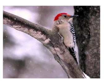 Wisco Cheer Holiday Card – Woodpecker